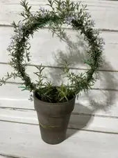 Rosemary Topiary Ring - Live Plant
