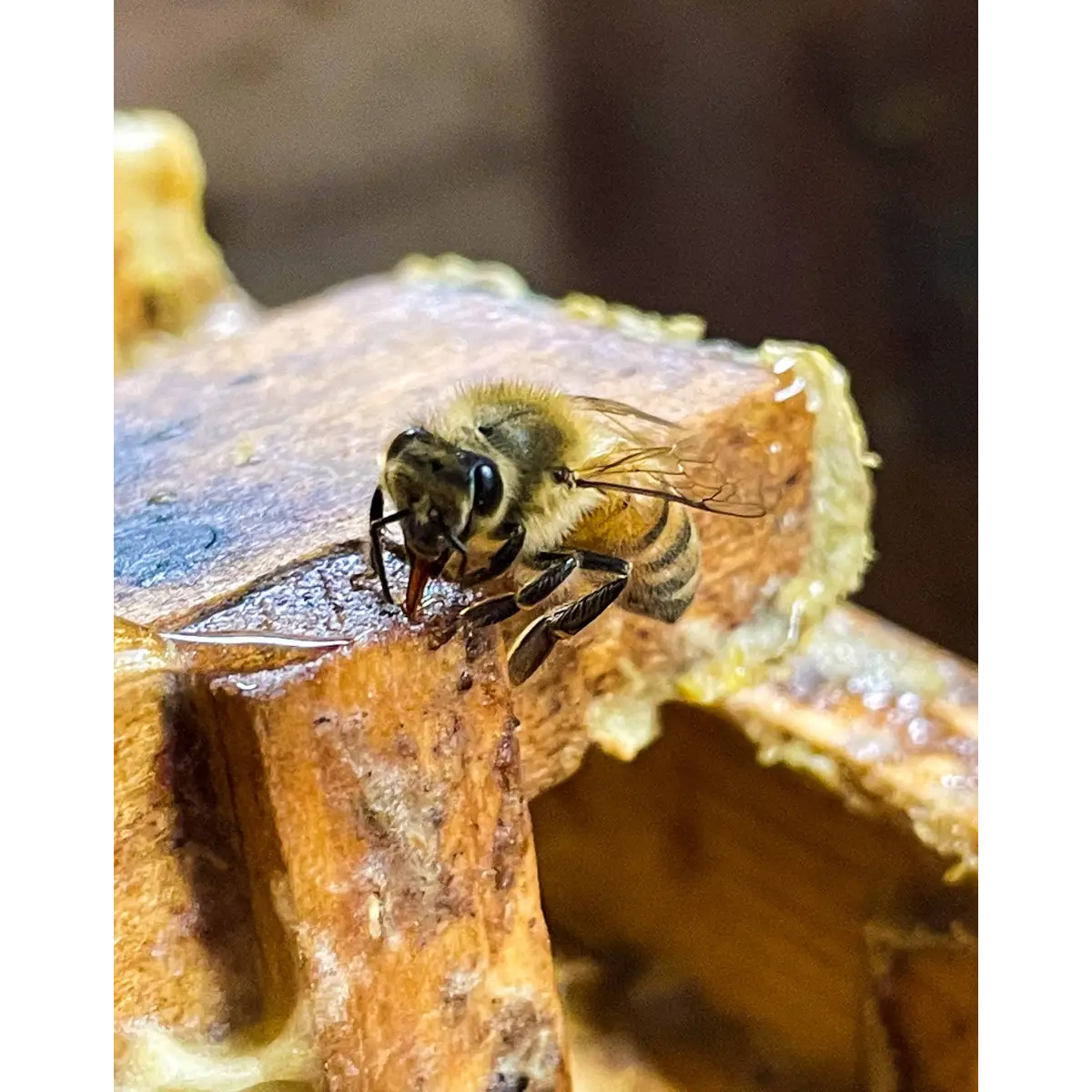 Beeswax Tealights - Box of 6 - Messner Bee Farm