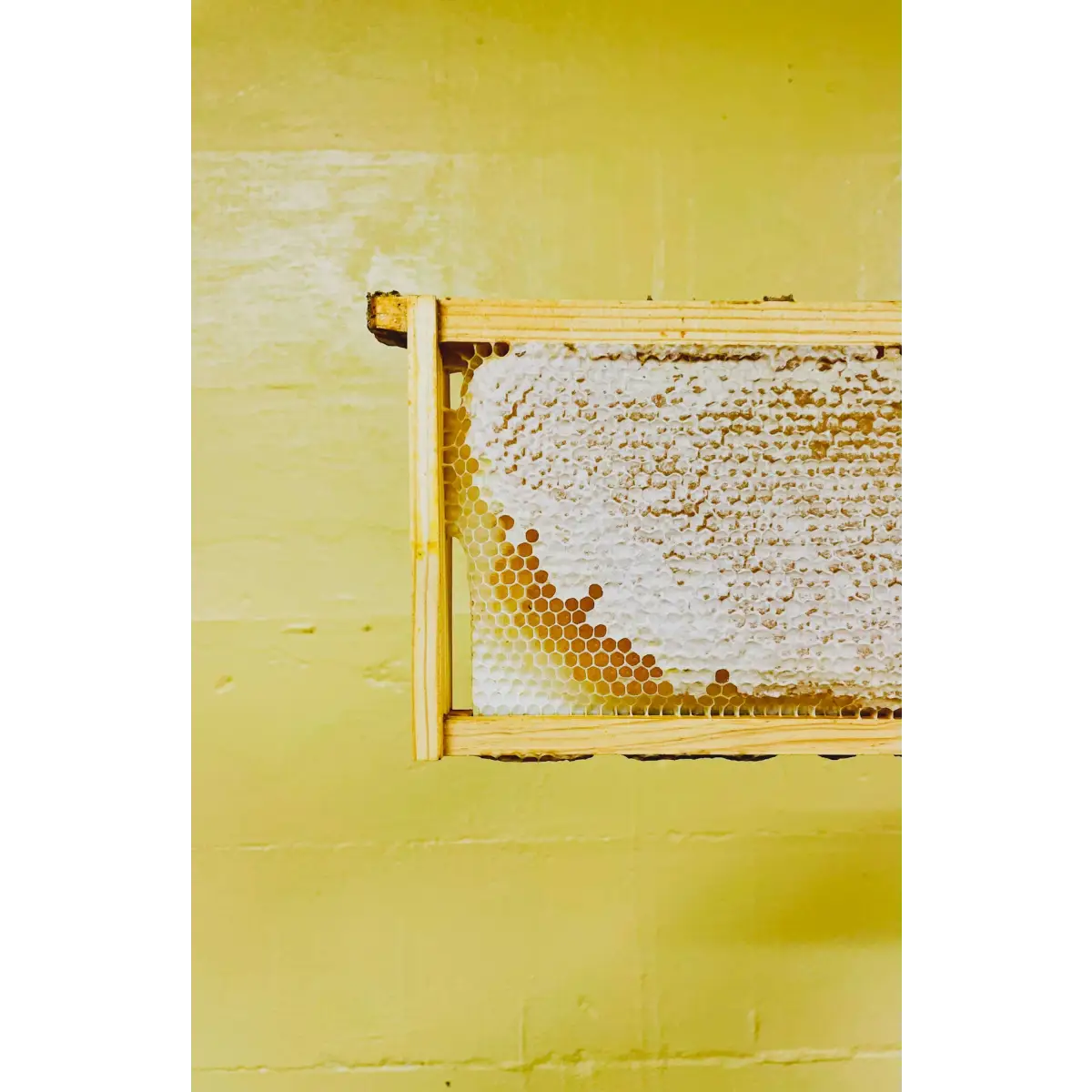 Beeswax Tealights - Box of 6 - Messner Bee Farm