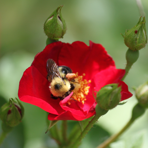 Semillas de flores silvestres de Honeybee Garden