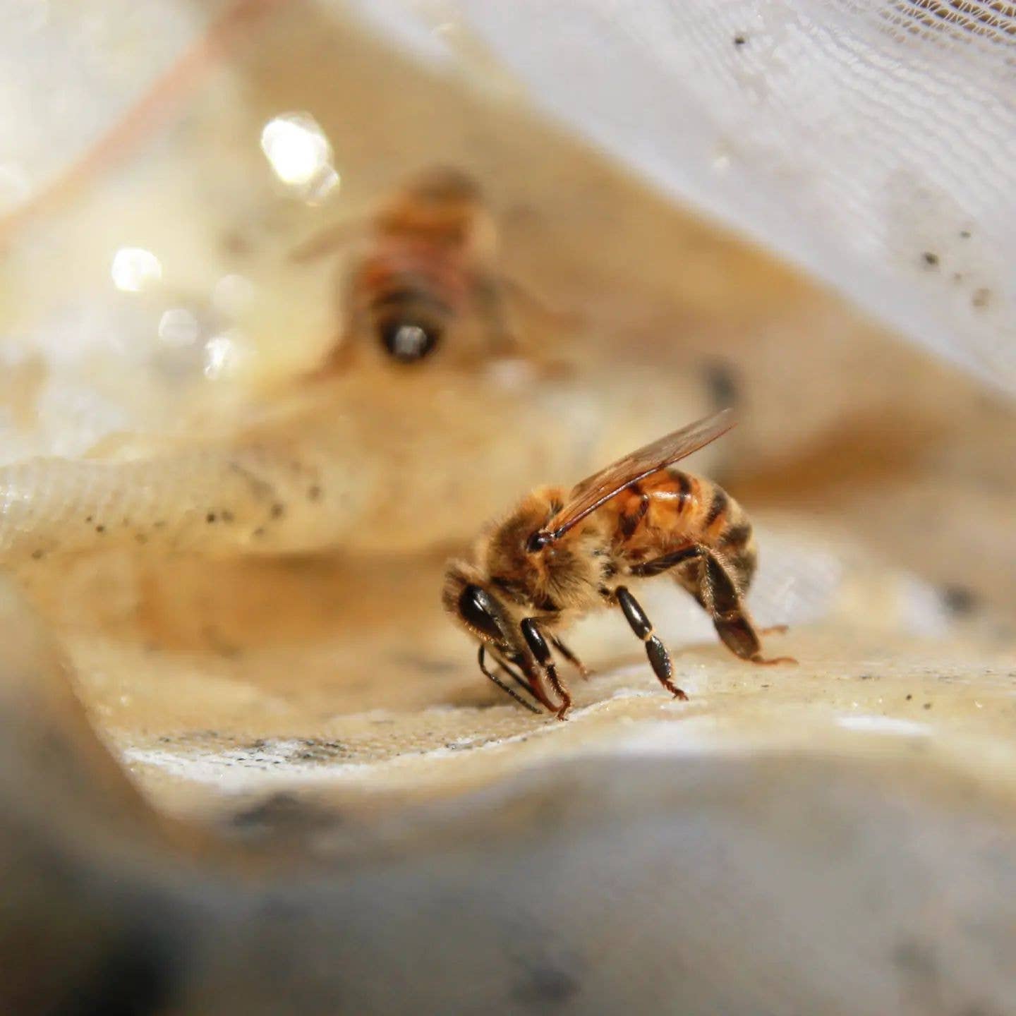 Bougie conique de 10 po - Ensemble de deux - 100 % cire d'abeille