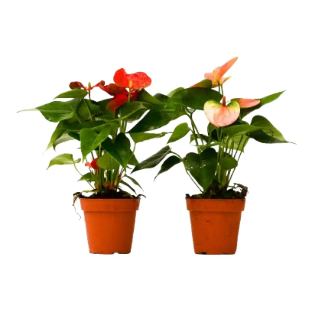 Anthurium Plants - Variety Pack of 2 in 4’’ Pots - 4’’ Pot - House Plant Shop
