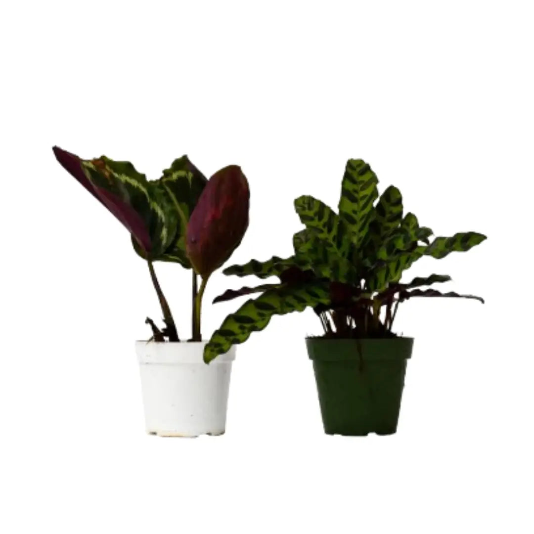 Calathea Plants Variety Pack of 2 in 4’’ Pots - 4’’ Pot - House Plant Shop