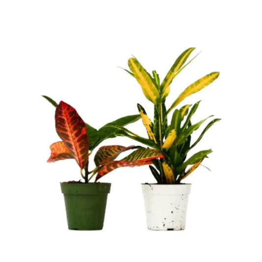 2 Croton Variety Pack - 4’’ Pot - 4’’ Pot - House Plant Shop