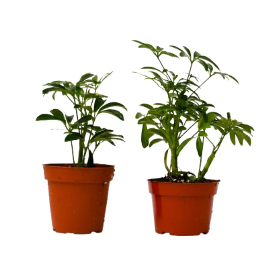 2 Different Schefflera Plants Variety Pack - 4’’ Pot - House Plant Shop