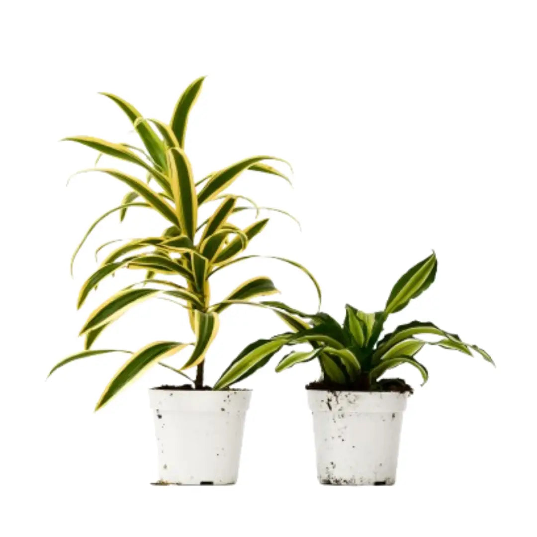 Dracaena Plants - Variety Pack of 2 - 4’’ Pots - House Plant Shop