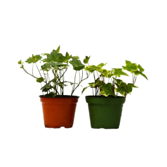 English Ivy Plants - Variety Pack of 2- 4’’ Pot - 4’’ Pot - House Plant Shop