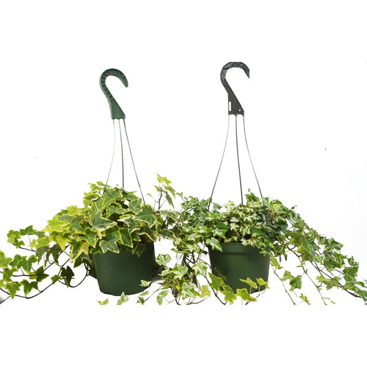 English Ivy Plants - Variety Pack of 2 - 6’’ Hanging Pot - 6’’ Pot - House Plant Shop
