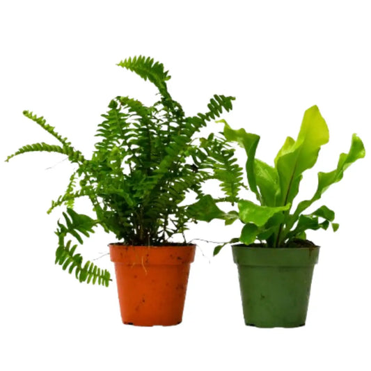 Fern Plant - Variety Pack of 2 - 4’’ Pot - 4’’ Pot - House Plant Shop