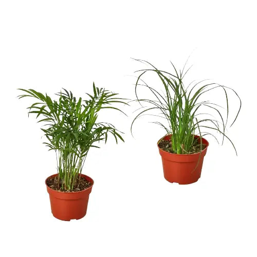 Palm Plants - Variety Pack of 2 / 4’’ Pots - 4’’ Pot - House Plant Shop