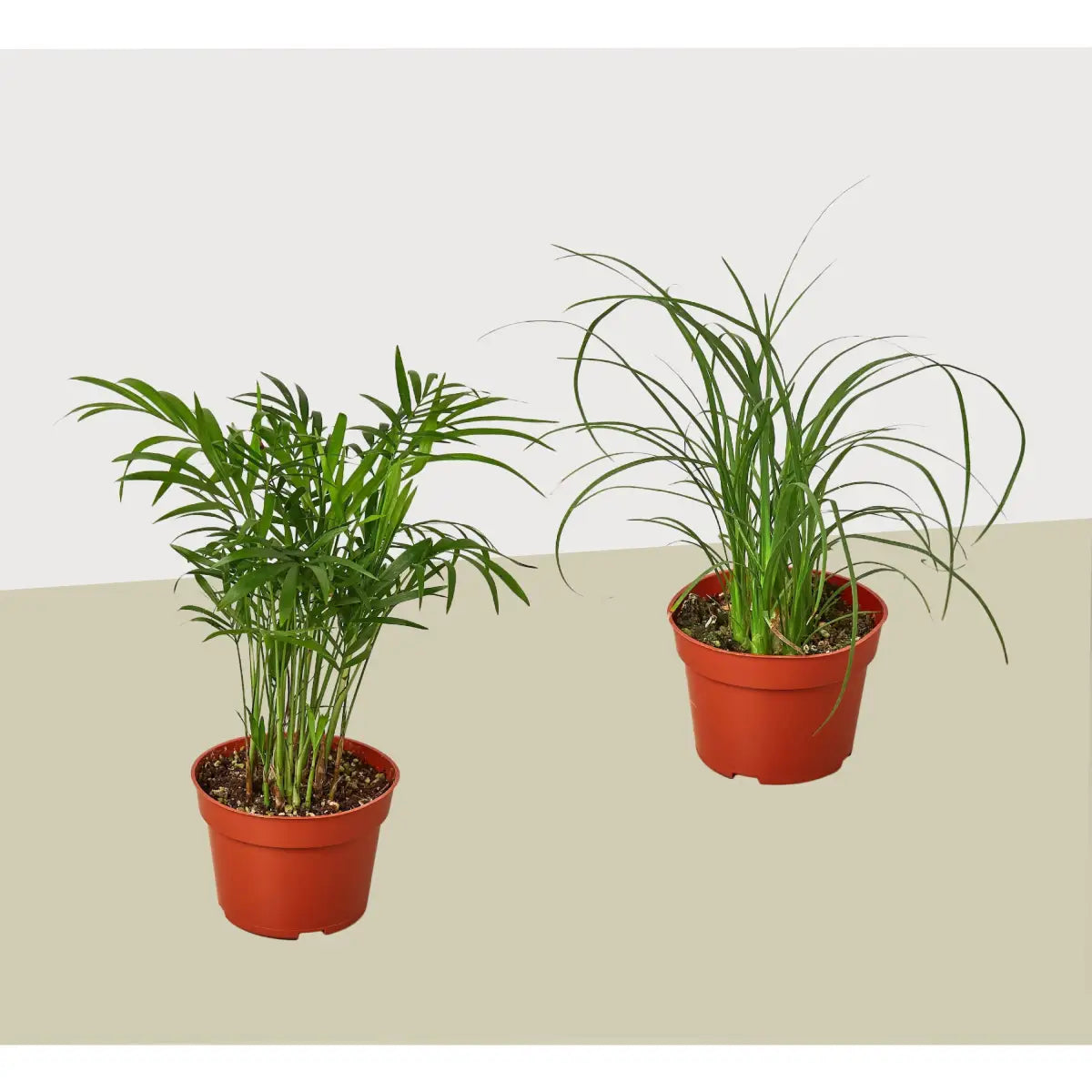 Palm Plants - Variety Pack of 2 / 4’’ Pots - 4’’ Pot - House Plant Shop