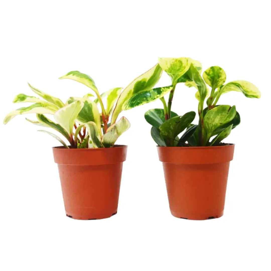 Baby Rubber Plants - Peperomia - Variety Pack of 2 in 4’’ Pots - 4’’ Pot - House Plant Shop