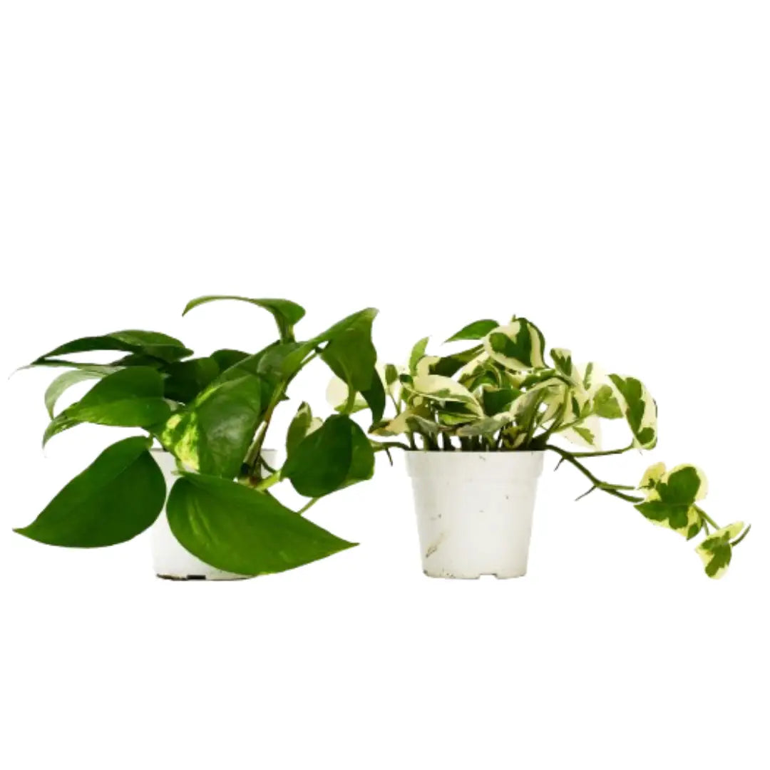 2 Pothos Plant Variety Pack - 4’’ Pot - 4’’ Pot - House Plant Shop