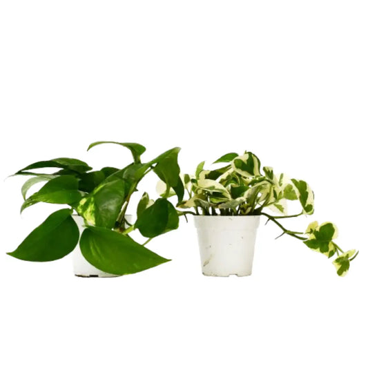 2 Pothos Plant Variety Pack - 4’’ Pot - 4’’ Pot - House Plant Shop