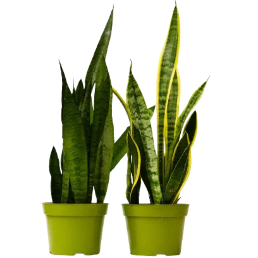 Snake Plant - Sansevieria - Variety Pack of 2 - 6’’ Pots - 6’’ Pot - House Plant Shop