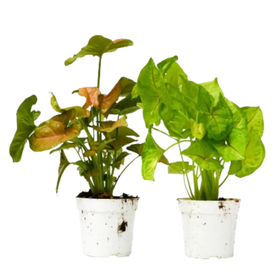 Arrowhead Plants - Syngonium Variety Pack of 2 in 4’’ Pot - 4’’ Pot - House Plant Shop