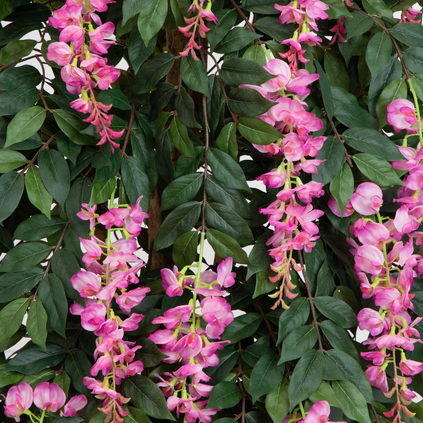 Arbre à soie de glycine de 6,5 pi