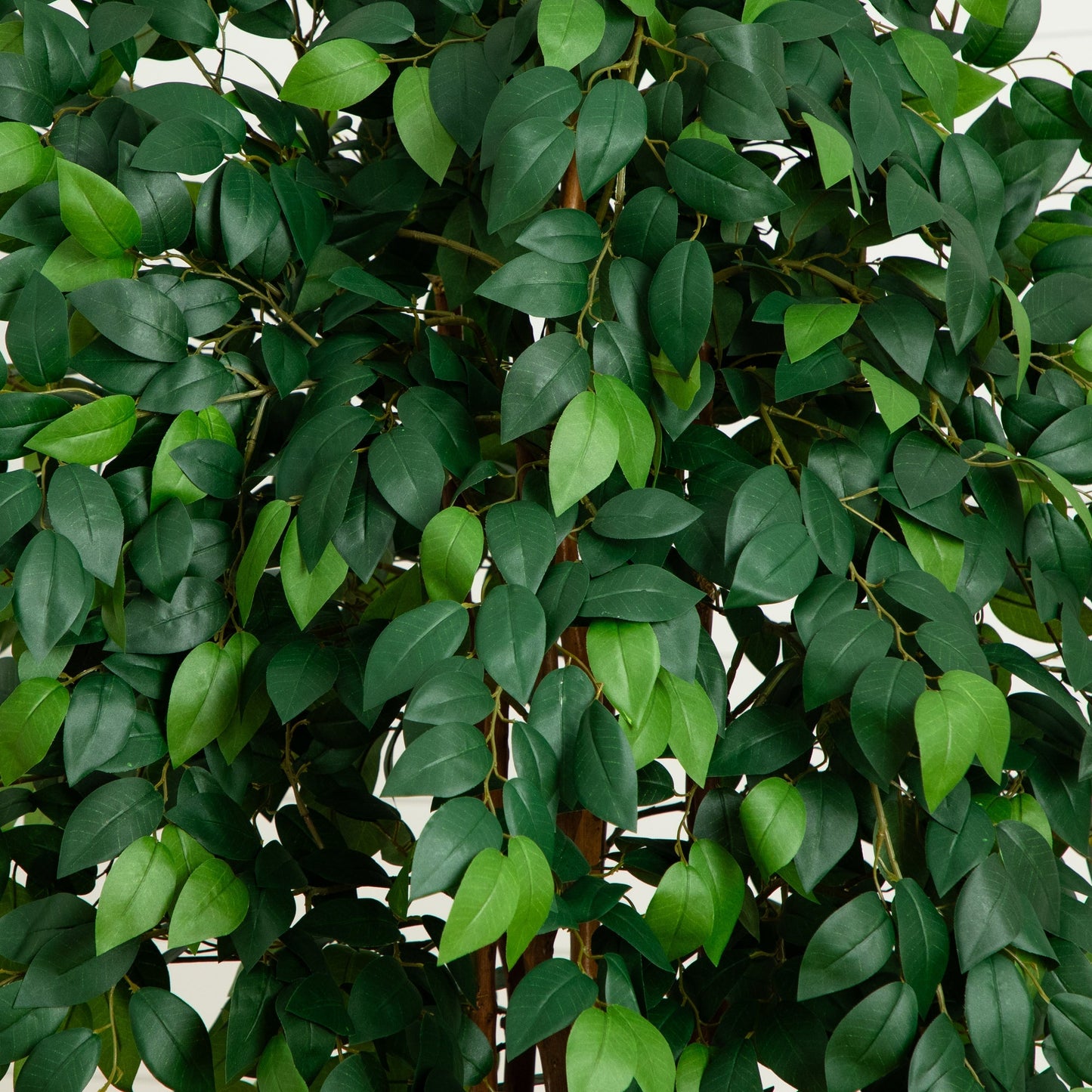 Arbre à soie Sakaki de 7 pieds