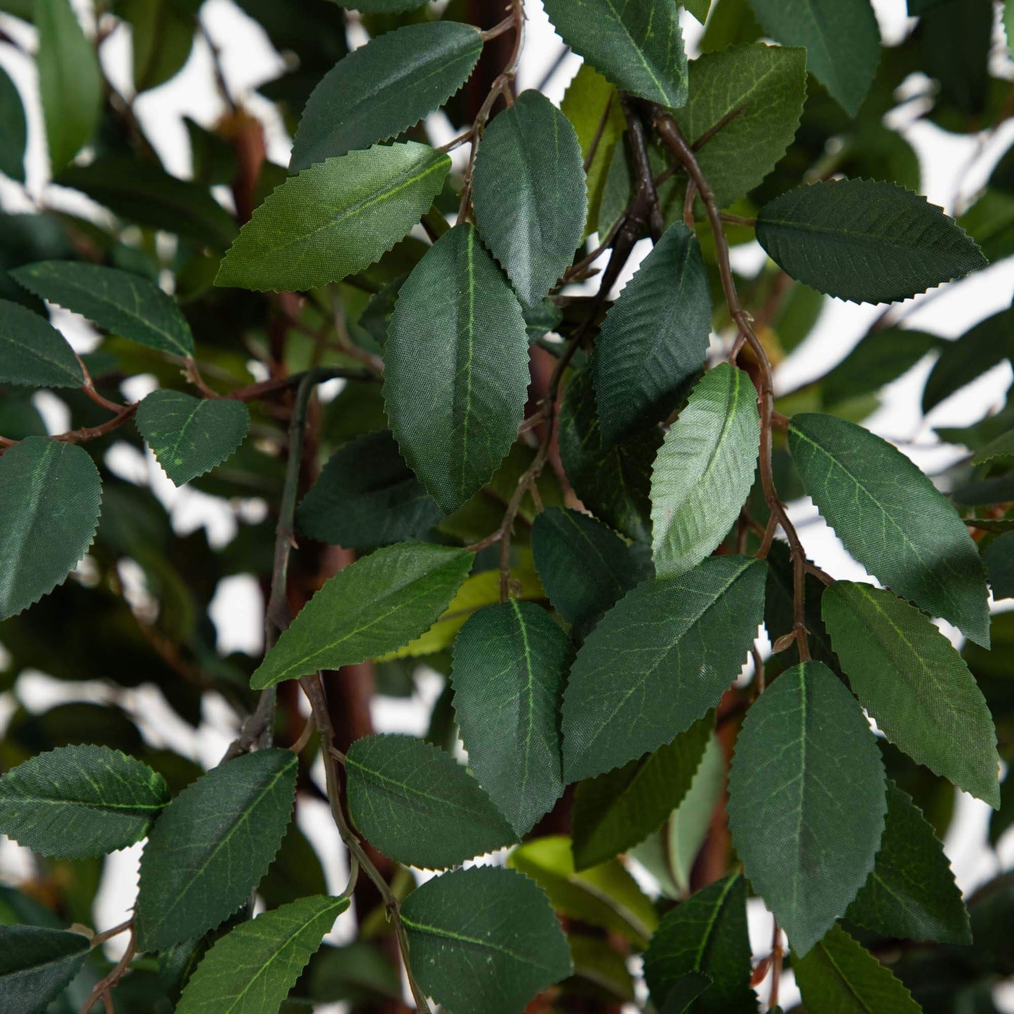 Árbol de seda Ruscus de 4 pies