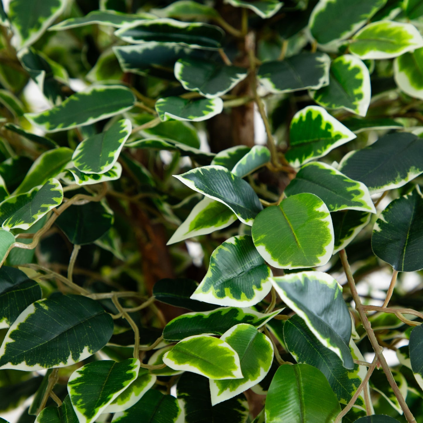 Arbre artificiel élégant Ficus de 5 pieds