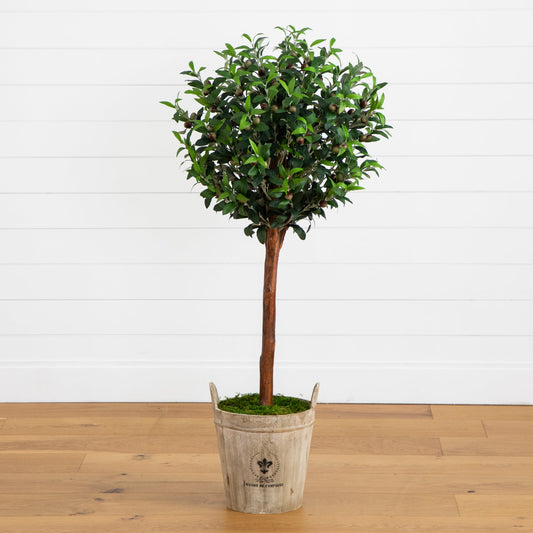 Árbol topiario de olivo con jardinera de estilo rústico