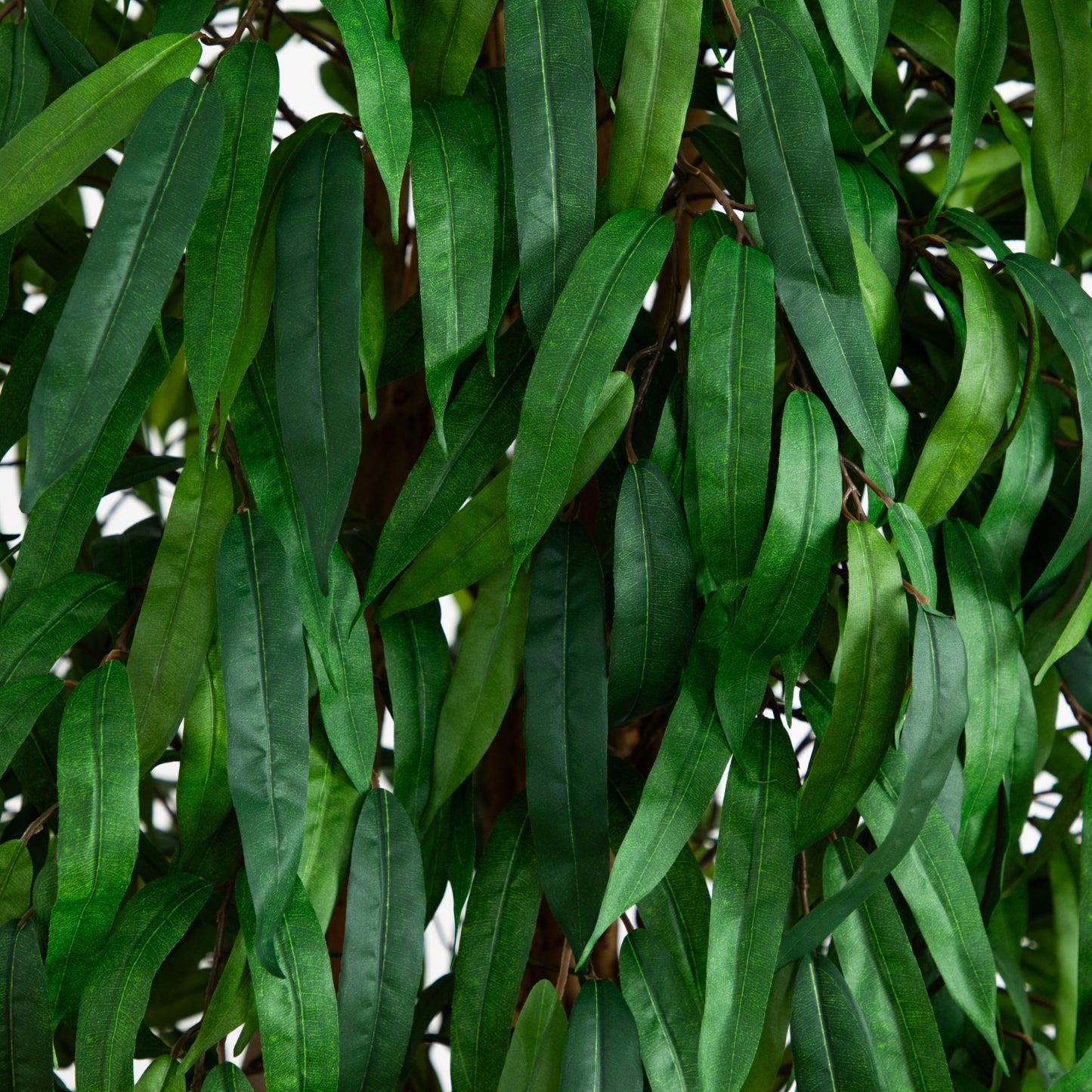 Arbre à soie pleureur de 6 pieds