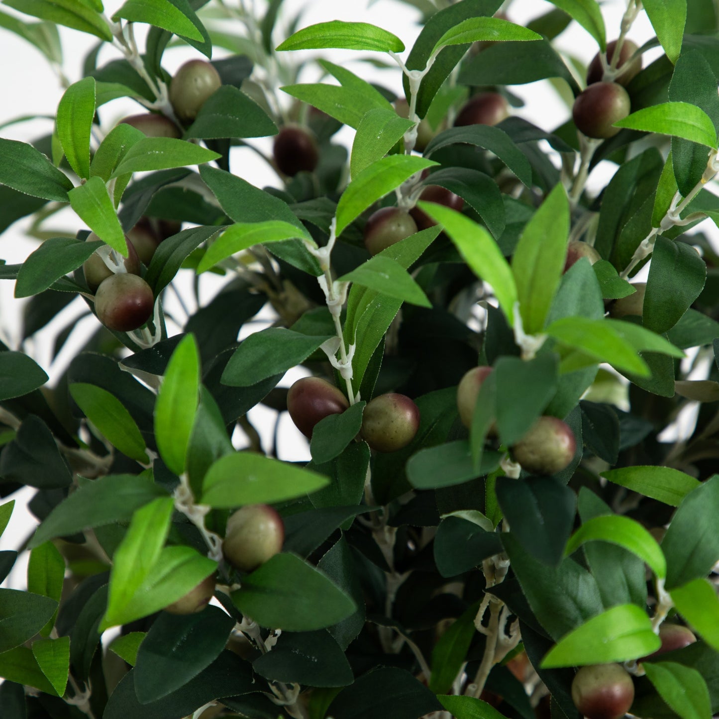 Árbol topiario de olivo con jardinera de estilo rústico