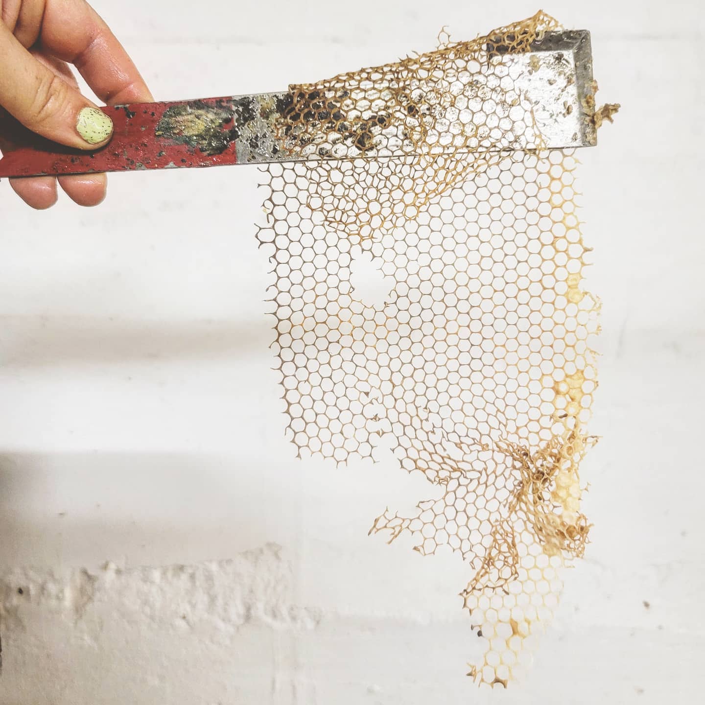 Morel Mushroom Candle - 100% Beeswax - Handmade - Messner Bee Farm