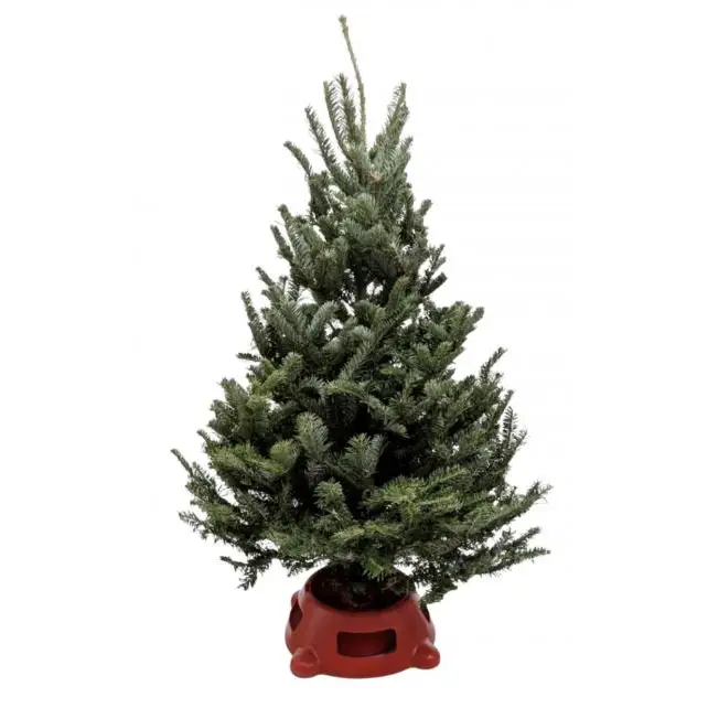 3’-4’ Fresh Fraser Fir Christmas Tree with Stand | Premium Holiday Tree | House Plant Shop - 8’’ Pot - House Plant Shop