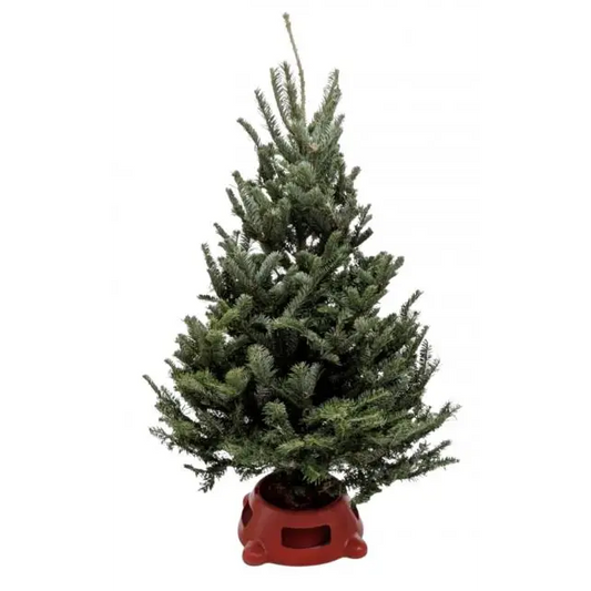 3’-4’ Fresh Fraser Fir Christmas Tree with Stand | Premium Holiday Tree | House Plant Shop - 8’’ Pot - House Plant Shop
