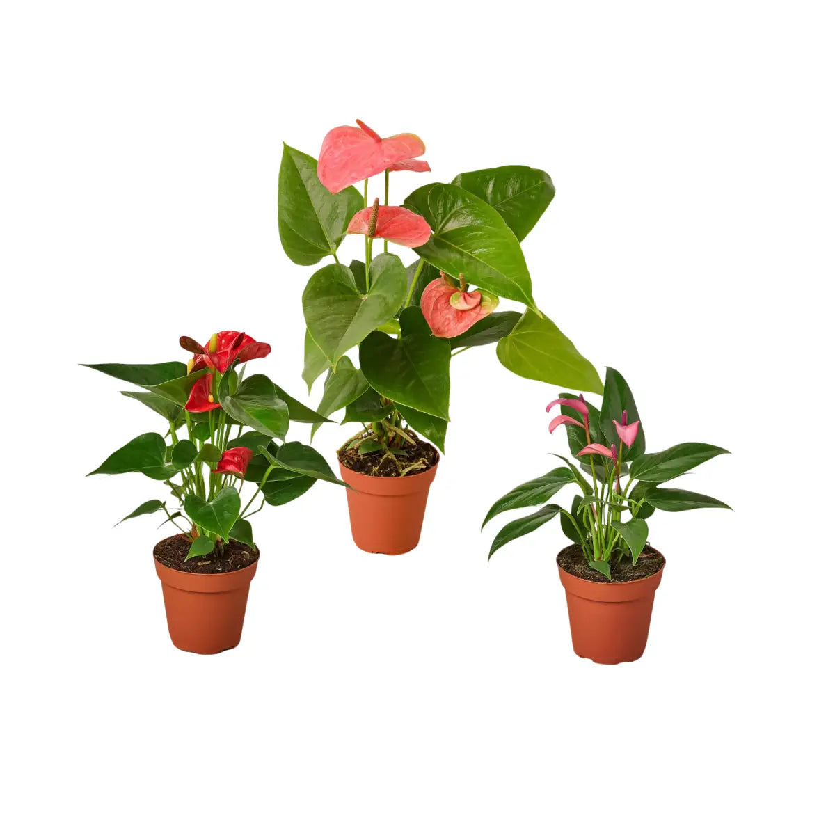 Anthurium Plants - Variety Pack of 3 in 4’’ Pots - 4’’ Pot - House Plant Shop