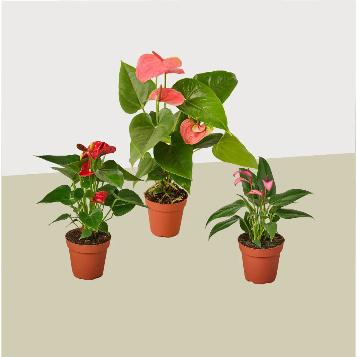 Anthurium Plants - Variety Pack of 3 in 4’’ Pots - 4’’ Pot - House Plant Shop