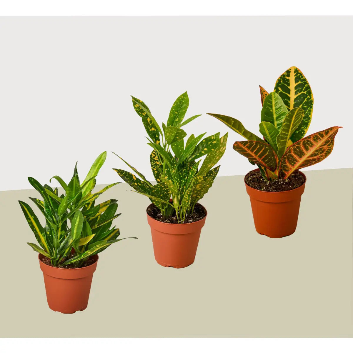 Croton Plants - Variety Pack of 3 in 4’’ Pots - 4’’ Pot - House Plant Shop