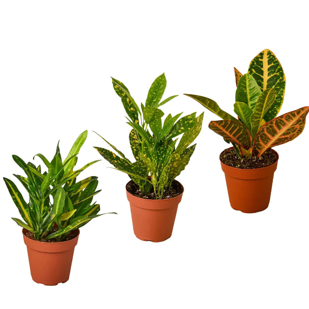 Croton Plants - Variety Pack of 3 in 4’’ Pots - 4’’ Pot - House Plant Shop