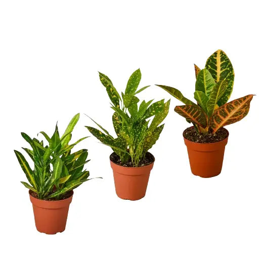 Croton Plants - Variety Pack of 3 in 4’’ Pots - 4’’ Pot - House Plant Shop