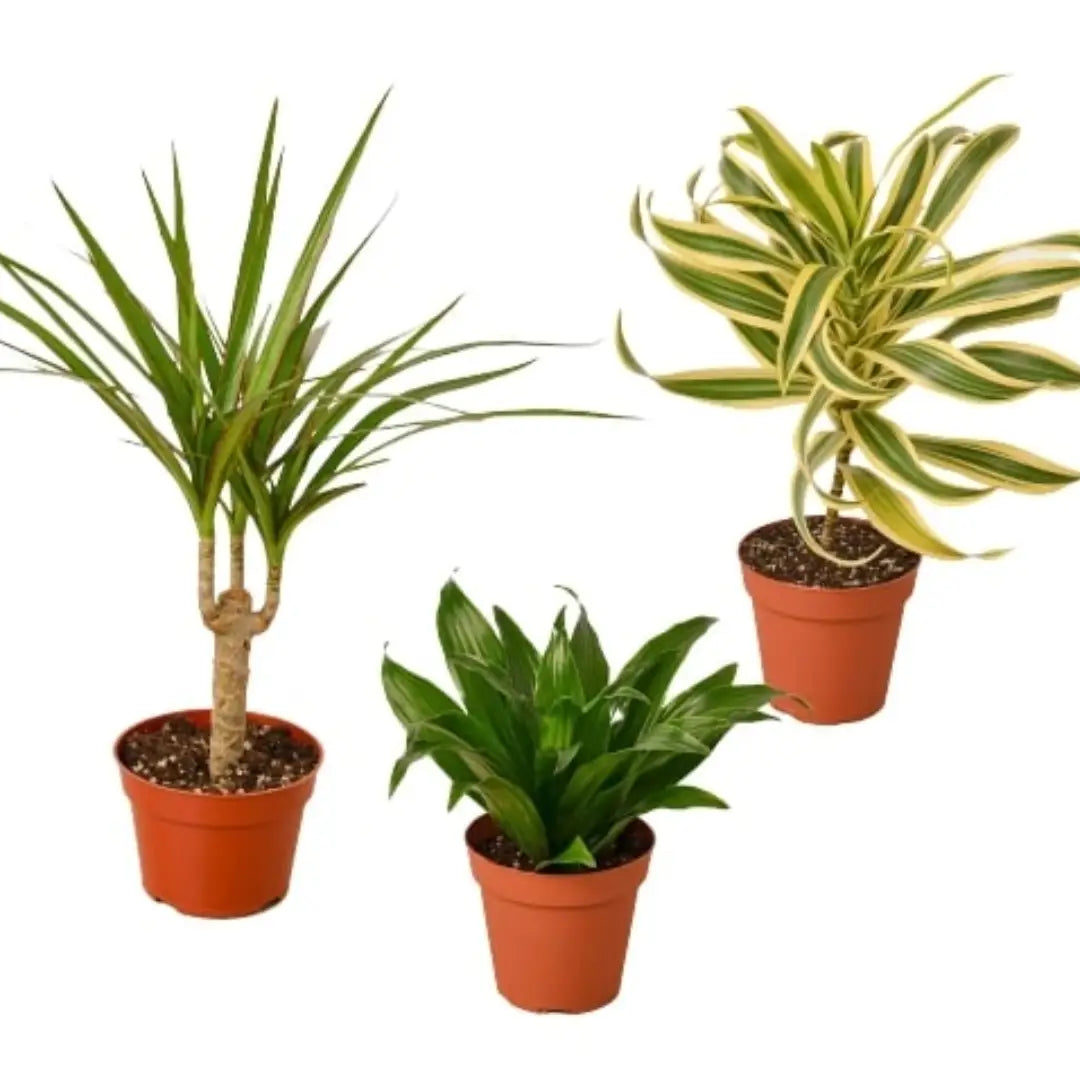 Dracaenas Plants - Variety Pack of 3 - 4’’ Pot - 4’’ Pot - House Plant Shop