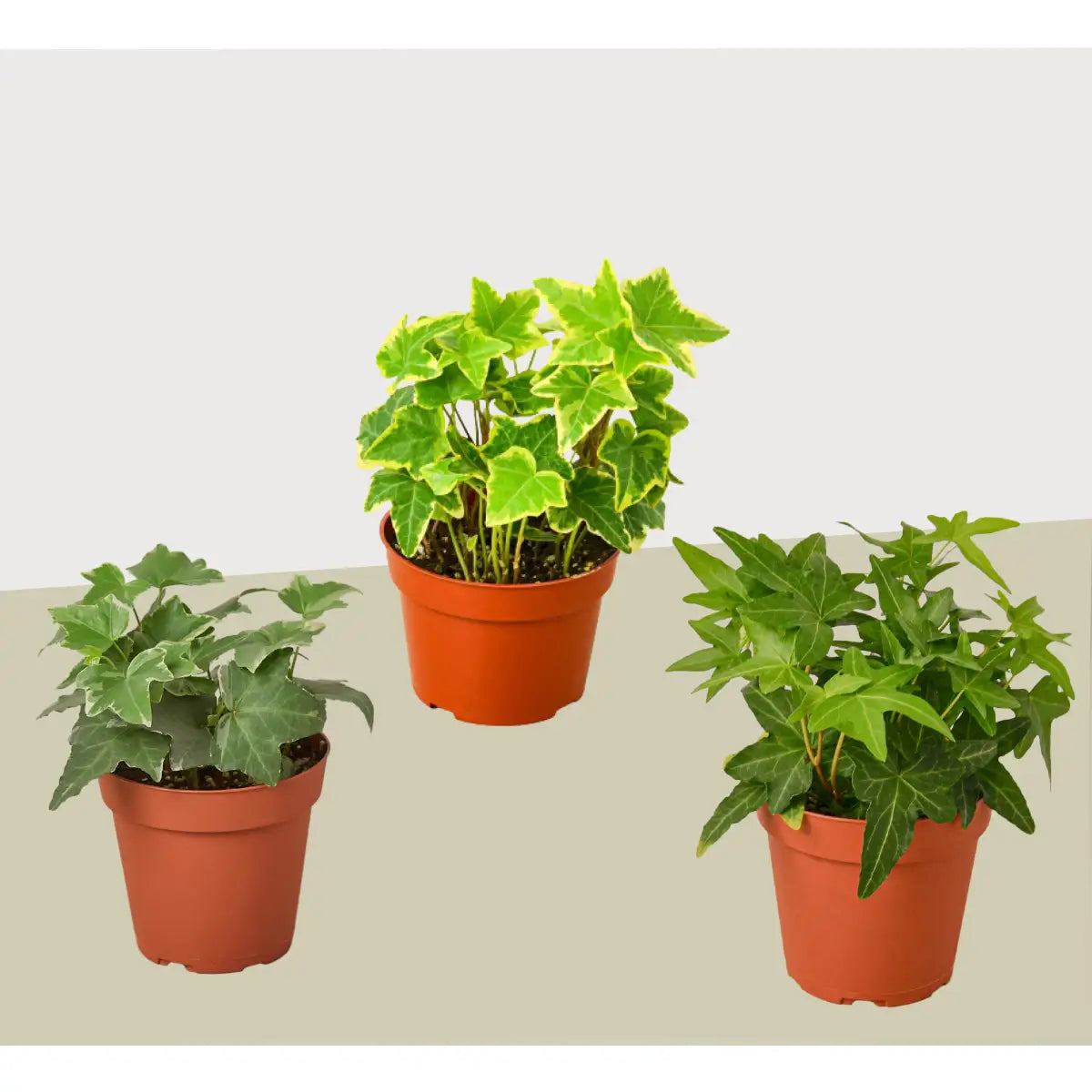 3 Different English Ivy Plants - 4’’ Pot - Live House Plant - 4’’ Pot - House Plant Shop