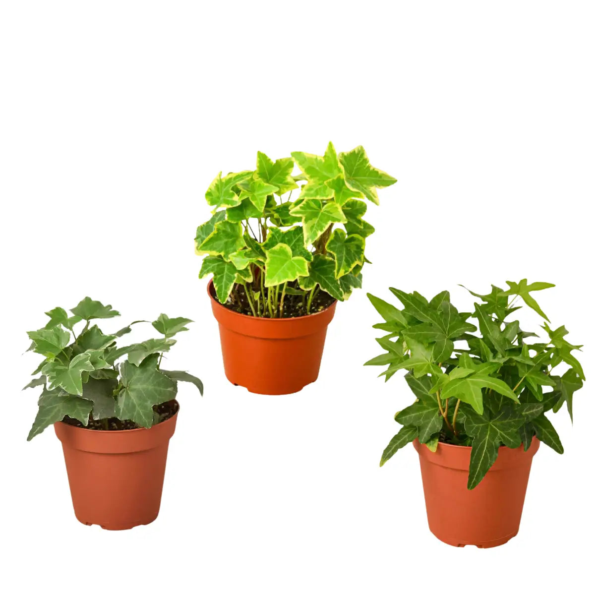 3 Different English Ivy Plants - 4’’ Pot - Live House Plant - 4’’ Pot - House Plant Shop