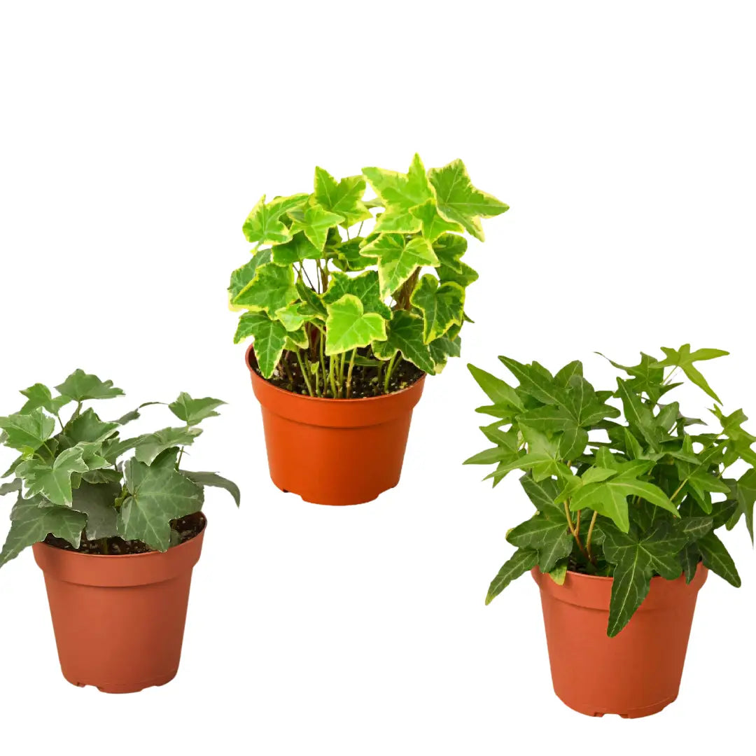 3 Different English Ivy Plants - 4’’ Pot - Live House Plant - 4’’ Pot - House Plant Shop