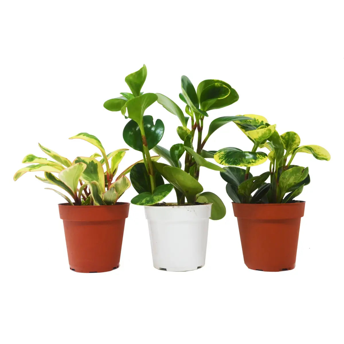 Baby Rubber Plants - Peperomia - Variety Pack of 3 in 4’’ Pots - 4’’ Pot - House Plant Shop
