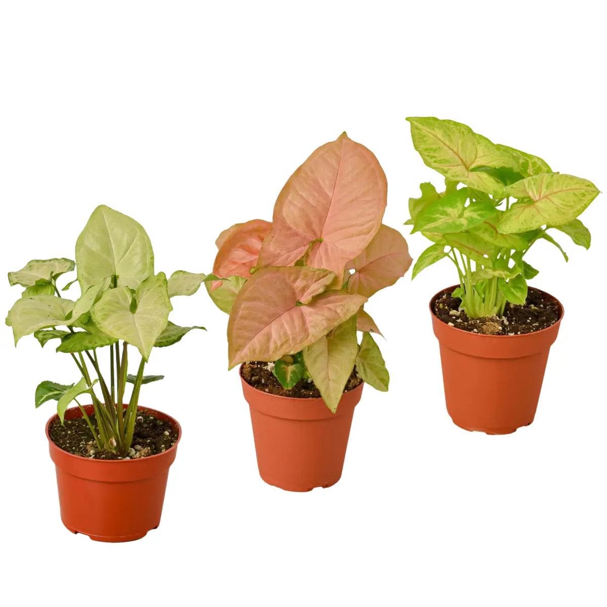 Syngonium Plants - Variety Pack of 3 - Arrowhead Plants - 4’’ Pot - House Plant Shop