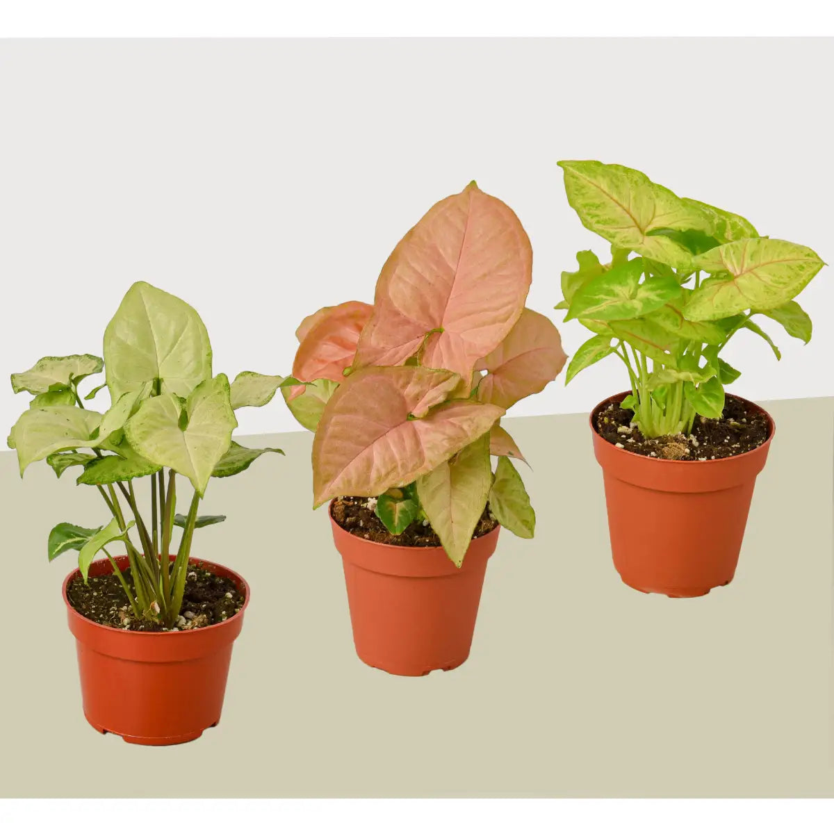 Syngonium Plants - Variety Pack of 3 - Arrowhead Plants - 4’’ Pot - House Plant Shop