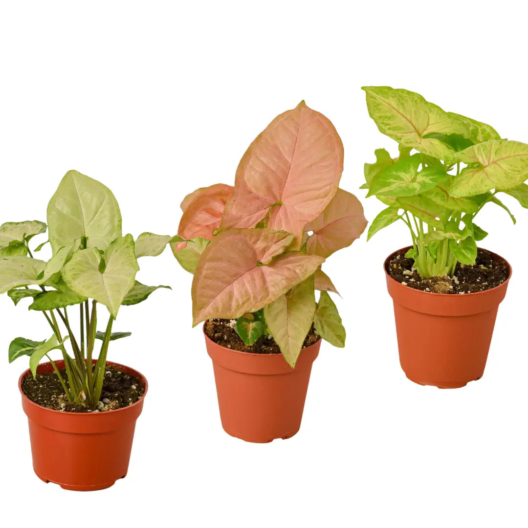 Syngonium Plants - Variety Pack of 3 - Arrowhead Plants - 4’’ Pot - House Plant Shop