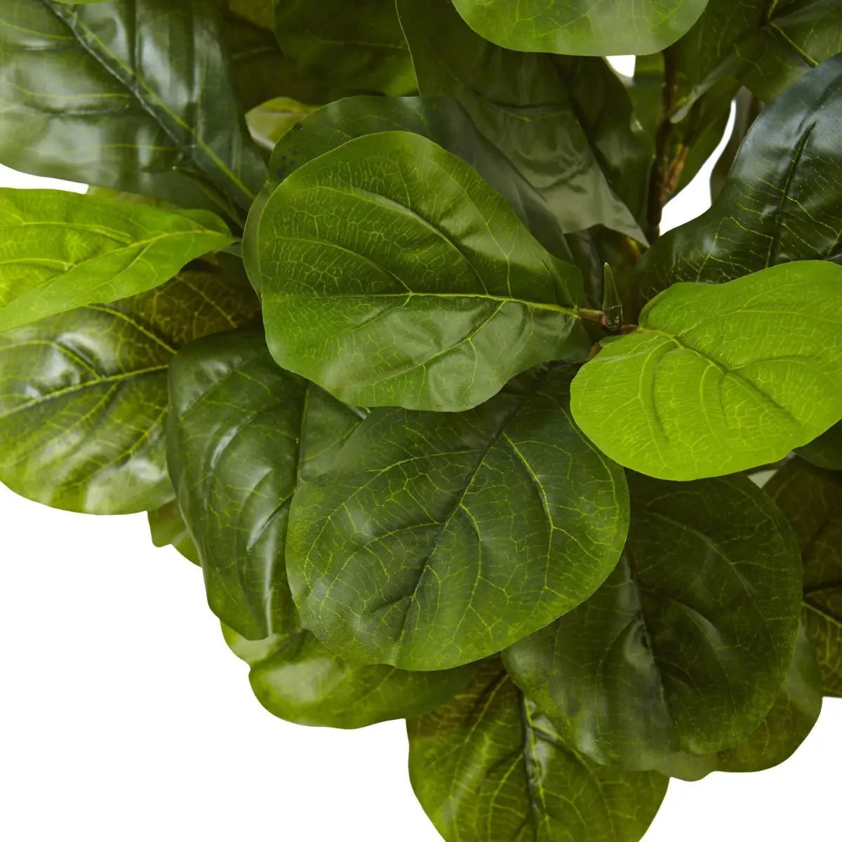 4.5’ Fiddle Leaf Fig in White Planter (Real Touch) - Nearly Natural