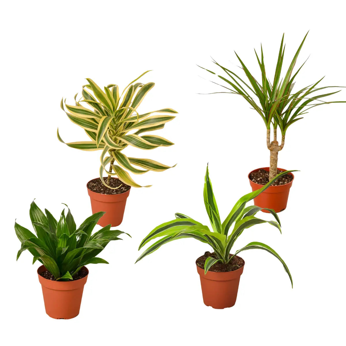 Dracaenas Plants - Variety Pack of 4 - 4’’ Pot - 4’’ Pot - House Plant Shop
