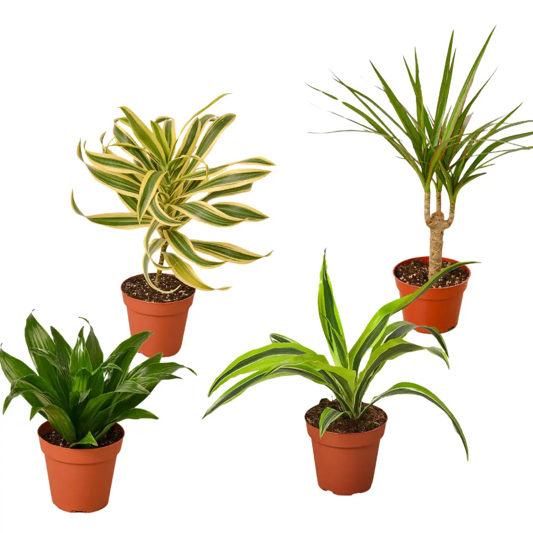 Dracaenas Plants - Variety Pack of 4 - 4’’ Pot - 4’’ Pot - House Plant Shop