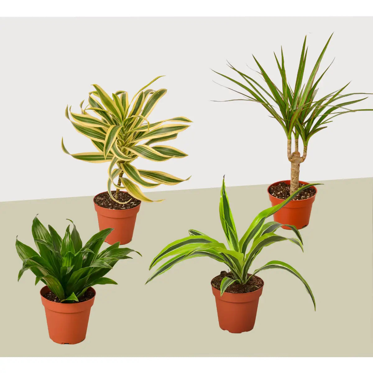 Dracaenas Plants - Variety Pack of 4 - 4’’ Pot - 4’’ Pot - House Plant Shop