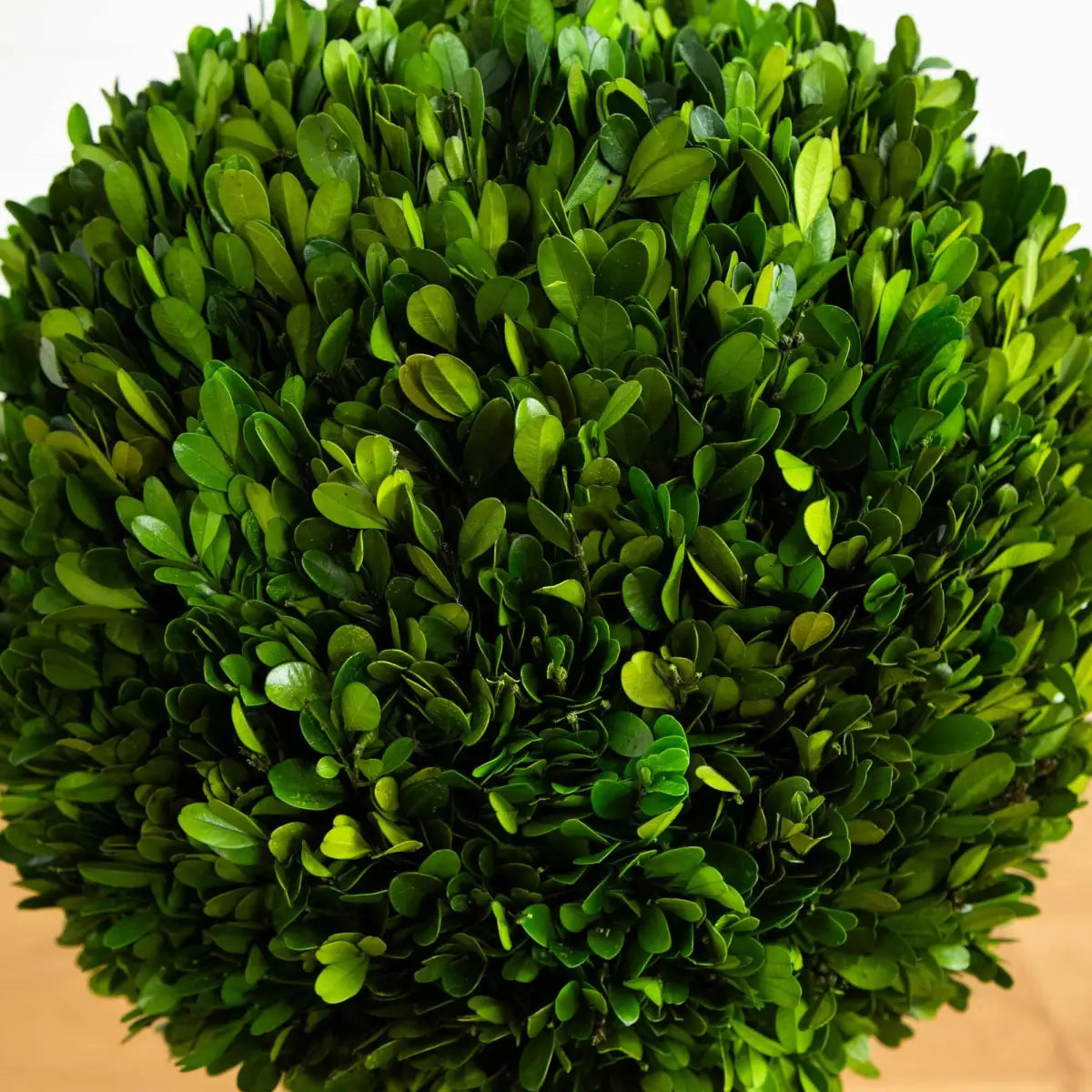 4’ Preserved Boxwood Double Ball Topiary Tree in Planter - Nearly Natural