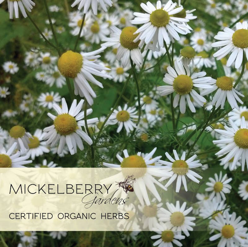 Relaxation Herbal Honey Tonic - Bee Calm - Mickelberry Gardens