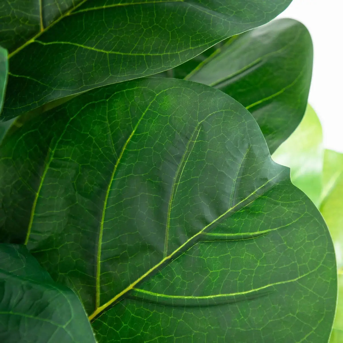 6’ Artificial Giant Leaf Fiddle Leaf Fig Tree in Decorative Planter with Real Touch Leaves - Nearly Natural